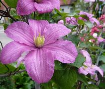 Afbeeldingsresultaten voor Clematis Comtesse de Bouchaud