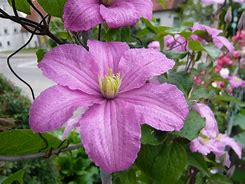 Bildergebnis für Clematis Comtesse de Bouchaud