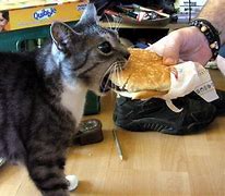 Image result for Cat Eating a Sandwich