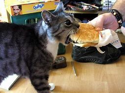 Image result for Cat Eating Hamburger