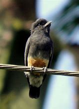 Image result for Chelidoptera tenebrosa