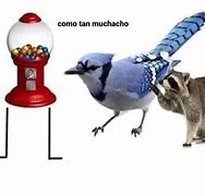 Image result for Muchacho Meme