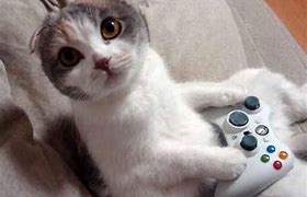 Image result for Gaming Cat