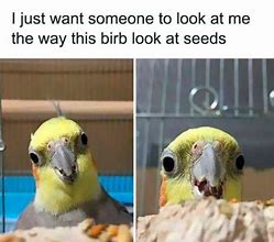 Image result for Pouting Bird Meme