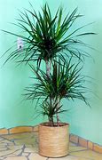 Image result for Container Garden Tree
