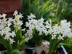 Image result for Hyacinthus multiflora
