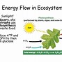 Image result for Ecosystem Energy Flow