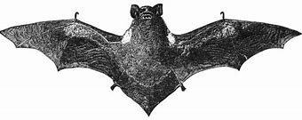Image result for Desert Red Bat