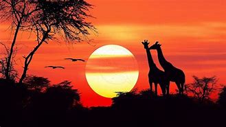 Image result for African Safari Giraffe Sunset