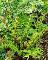 Image result for Dryopteris affinis Cristata the King