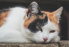 Image result for Orange Black and White Cat