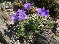 Campanula besenginica に対する画像結果