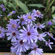 Image result for Aster cordifolius Little Carlow