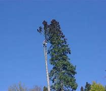 Image result for Tree Cutter