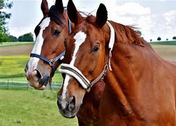 Image result for Neck Injuries Horses