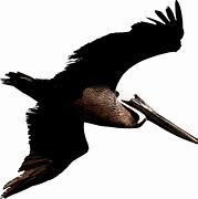 Image result for Pelican Icon Transparent