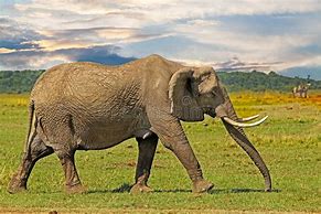 Image result for Large Elephant