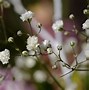 Image result for July Flowers Background