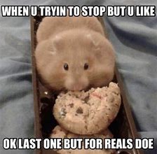 Image result for Hamster Meme Image