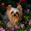 Image result for Cute Yorkies
