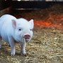 Image result for Outdoor Pig Pen