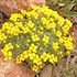 Image result for draba