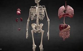 Image result for Animation of Anatomy and Physiology