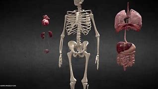 Image result for human body animation anatomy