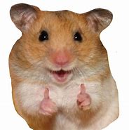 Image result for Animal Meme Stickers