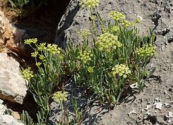 Bildergebnis für Crithmum maritimum