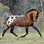 Image result for Tiger Horse