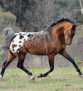 Image result for Tiger Horse