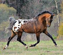 Image result for Tiger Horse