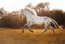 Image result for Appaloosa Horse Face