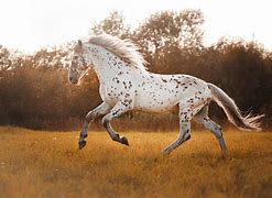 Image result for Appaloosa Horse Jumping