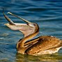 Image result for Pelican Eating Mallard Duck