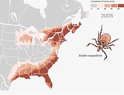 Image result for What Do Ticks Look Like On Dogs