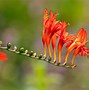Image result for Crocosmia Lady Ann