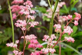 Image result for Rodgersia pinnata Chocolate Wings