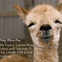 Image result for Funny Llama Jokes