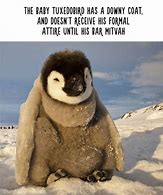 Image result for Animal Facts Meme