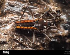Image result for Water Cricket