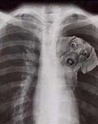 Image result for He Got That Dawg in Him X-ray
