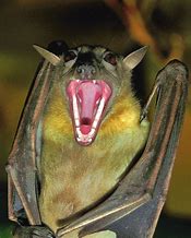 Image result for Scary Big Bat