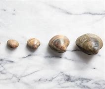 Image result for Quahog Clam Size Chart