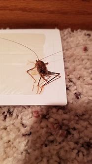 Image result for Spiders That Look Like Crickets