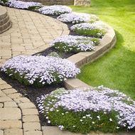 Image result for Creeping Phlox for Sale