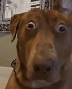 Image result for Dog Staring at Phone
