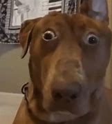 Image result for Brown Dog Face Meme