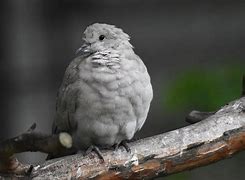 Image result for co_to_znaczy_zosteropidae